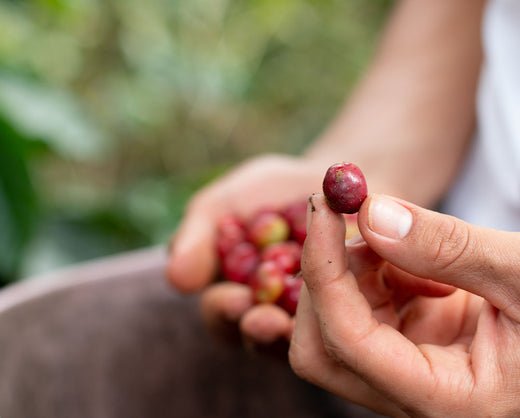 Aroması Korunan Bir Kahve: Yıkanmış Kahve Nedir? - BARABICAS 